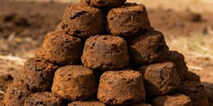 Cow Dung