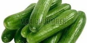 A Grade English Cucumber