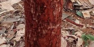Round Red Sandalwood Logs