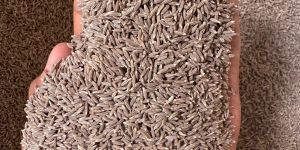 Extra Bold Cumin Seeds