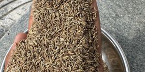 Singapore Quality Cumin Seeds