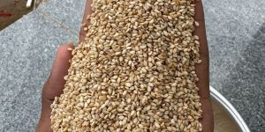Premium Quality Sesame Seeds