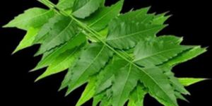 Pure Dried Neem Leaves