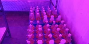 cordyceps militaris spawn