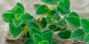 Oregano Leaves