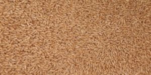 Wheat