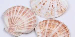 Natural Sea Shell