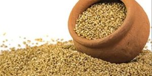 Barnyard Millet Seeds