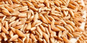 Khapli Wheat Grain