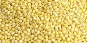 Proso Millet Seeds