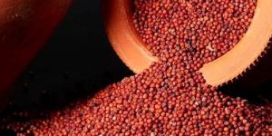 Ragi Millets
