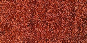 Red Millets