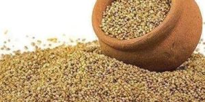 Varagu Millets