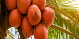 Fresh Red Coconut (King Coconut)