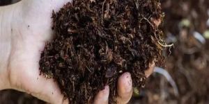 Vermicompost Fertilizer