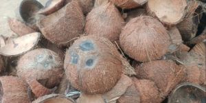 Dry Coconut Shell