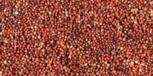 A Grade Finger Millet