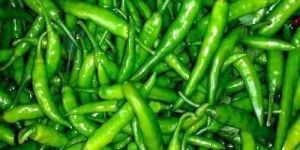 a Grade Fresh Green Chilli