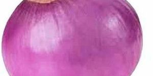 a Grade Fresh Pink Onion