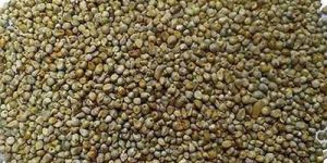 A Grade Pearl Millet