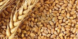 Milling Wheat Seeds