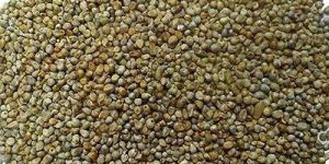 Pearl Millet Seeds