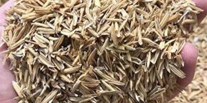 Rice Husk
