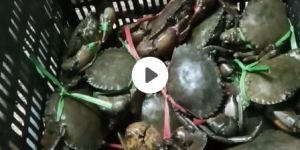 Seafood Crab
