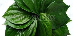 Natural Betel Leaves
