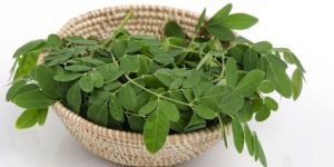 Fresh Moringa Leaves