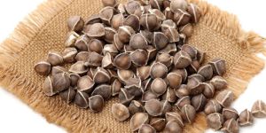 Moringa Seeds