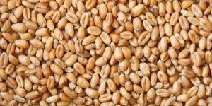 Wheat