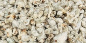 Cotton Seed Hull Cattle Feed