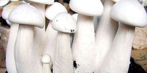 Fresh Milky White Mushroom