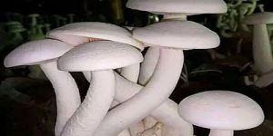 Organic Milky White Mushroom