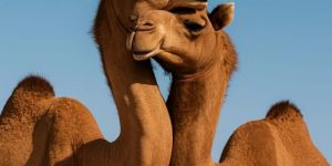 Camel Milk
