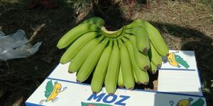 Banana