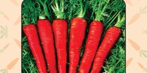 Carrot Seeds