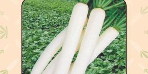 Radish Seeds