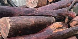 Red Sandal Wood Logs
