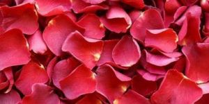 Rose Petals