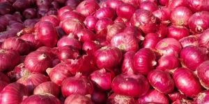 Fresh Red Onion