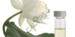 White Lotus Absolute Oil