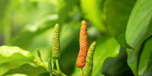 Long Pepper