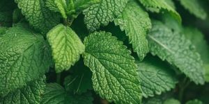 Mint Essential Oil