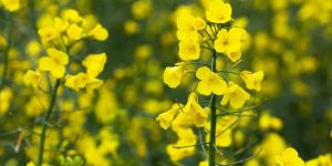 Mustard Essential Oil