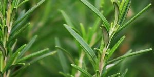 Rosemary Essential Oil