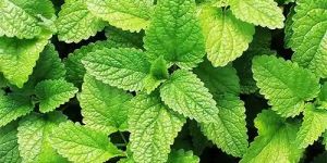 Spearmint Essential Oil