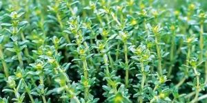 Thyme Essential Oil