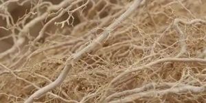 Vetiver Essential Oil